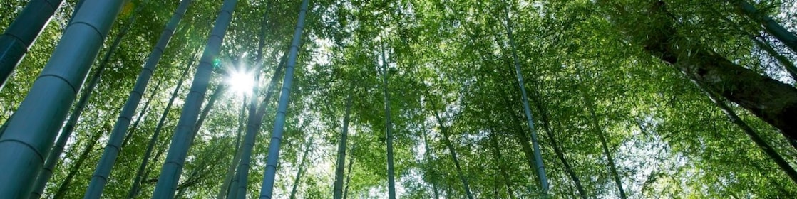 Jungle with bamboo grove