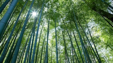 Jungle with bamboo grove