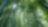 Jungle with bamboo grove