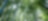 Jungle with bamboo grove