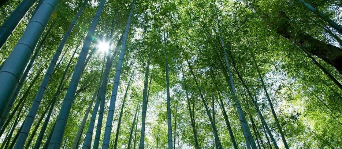 Jungle with bamboo grove