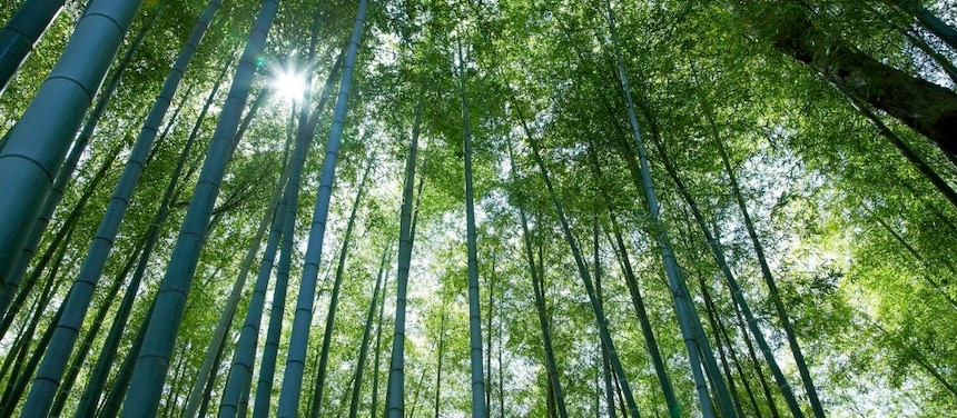 Jungle with bamboo grove