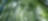Jungle with bamboo grove