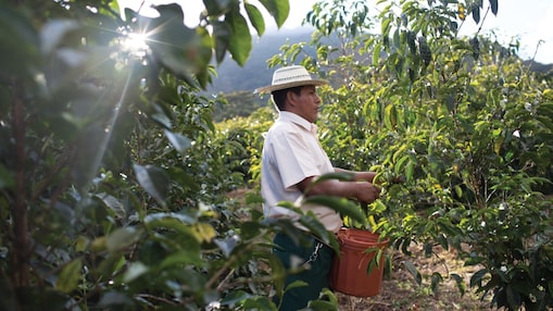 Boissons chez Starbucks