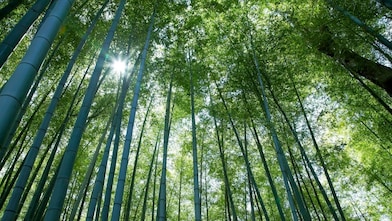 Jungle with bamboo grove