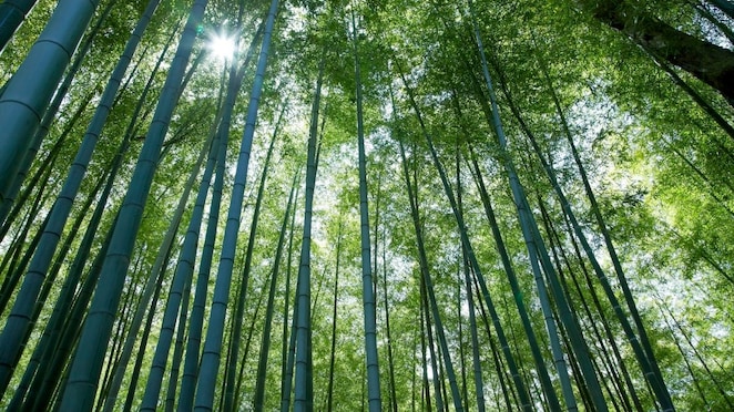Jungle with bamboo grove