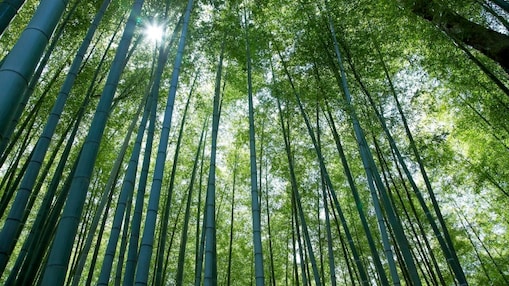 Jungle with bamboo grove