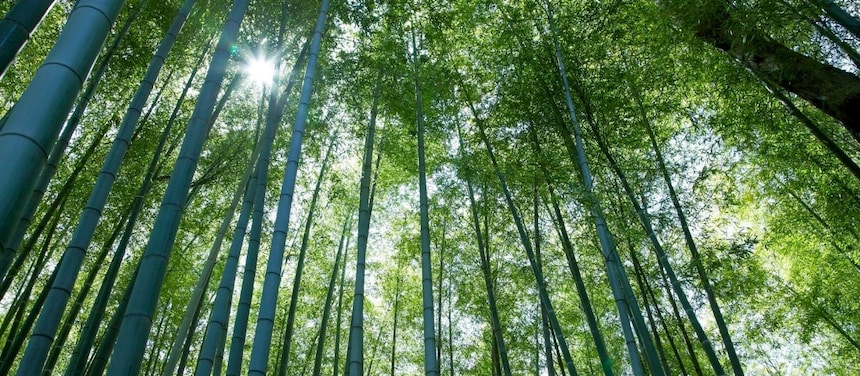 Jungle with bamboo grove