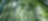 Jungle with bamboo grove
