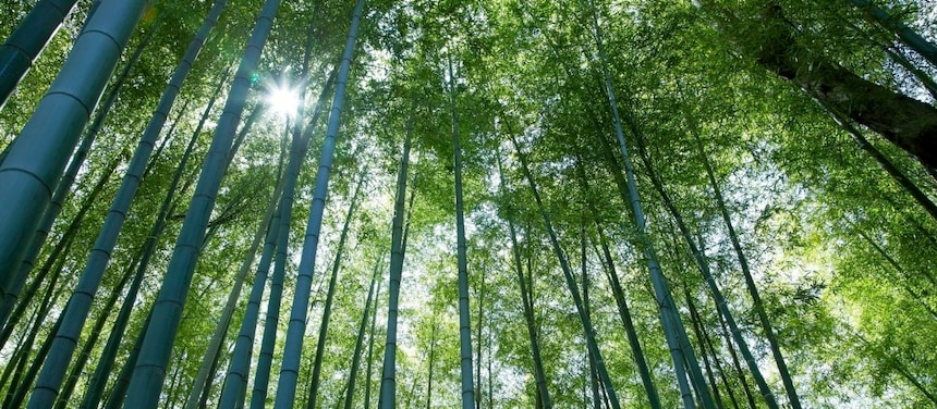 Jungle with bamboo grove