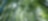 Jungle with bamboo grove