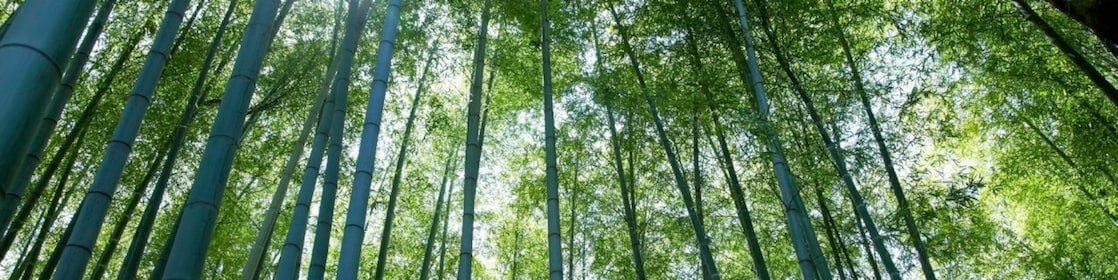 Jungle with bamboo grove