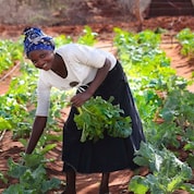 Lady planting a sapling