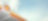 shell pecten